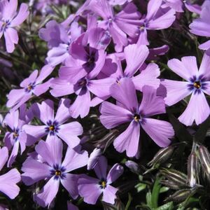 Флокс шиловидный Spring Purple, P9